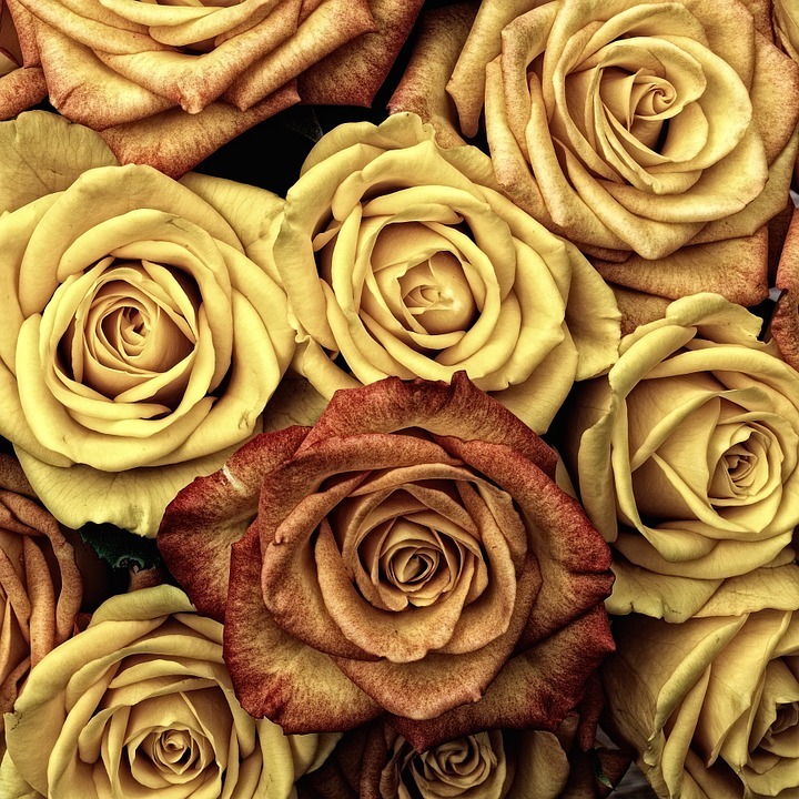 صور ورد رومانسية – أجمل مجموعة من صور الحب