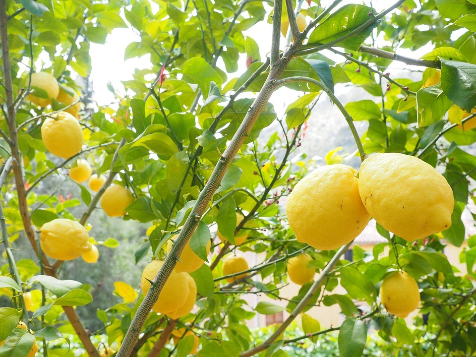 قائمة فوائد الليمون الصحية