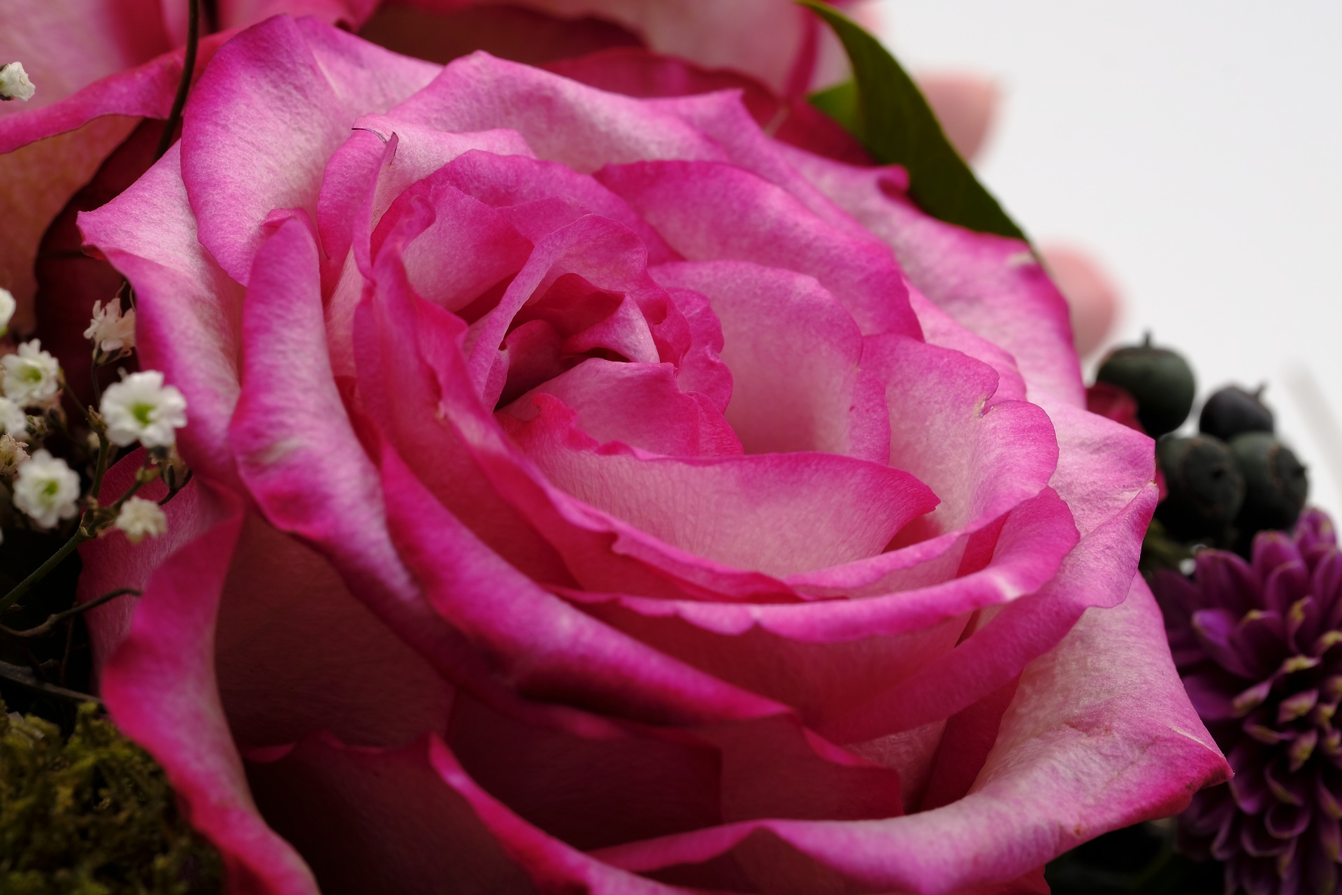 عيد الحب - زهور وردية اللون