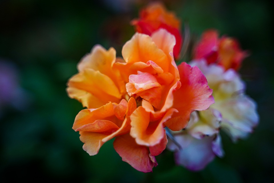 صور رومانسية - وردة برتقالية