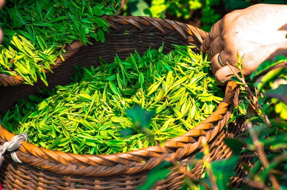 أهم فوائد الشاي الأخضر لجسم رشيق و صحة أفضل
