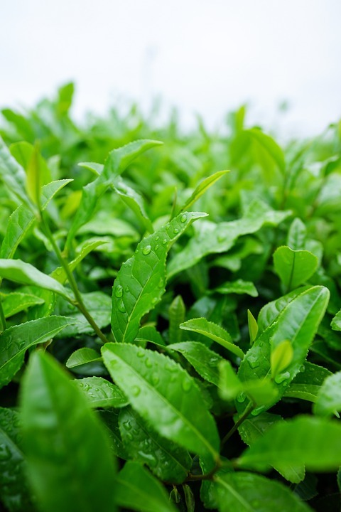 أوراق نبات الشاي الأخضر