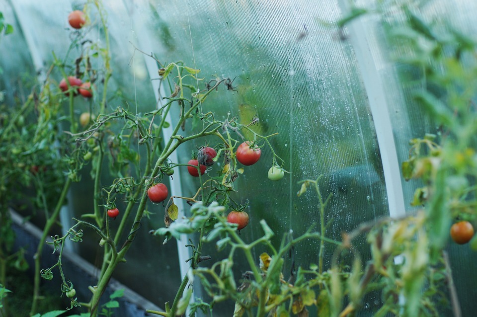 زراعة الطماطم: غرس البذور وظروف الزراعة والعناية
