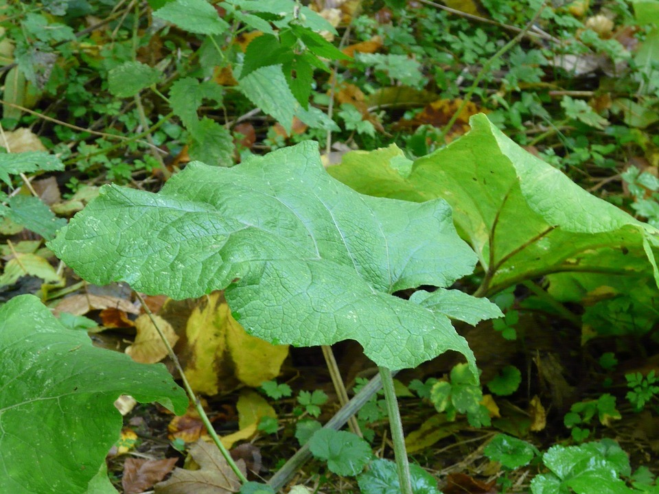 نبات الأرقطيون – نبذة عن الخصائص ومراحل النمو