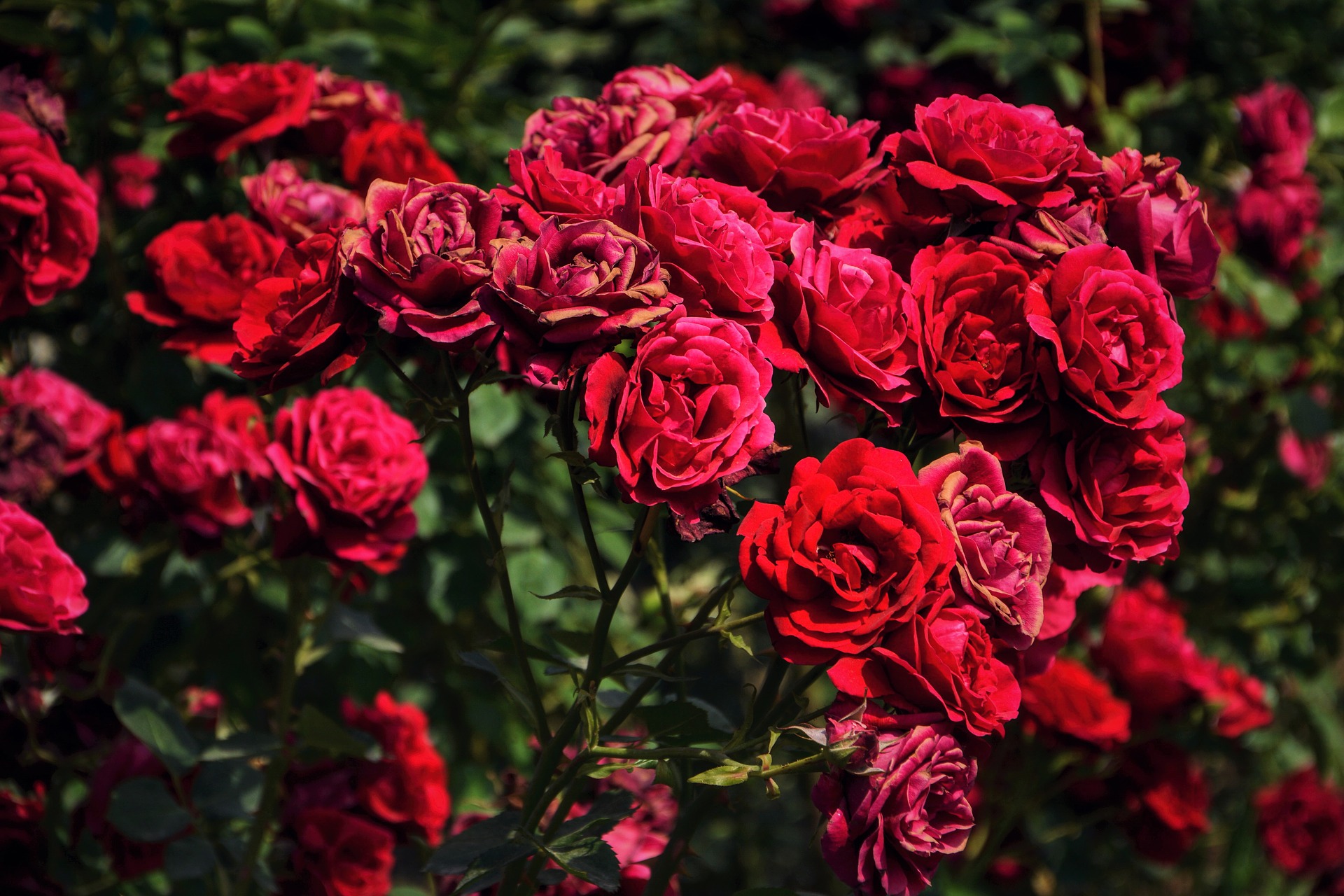 صور ورد جميلة – مجموعة من صور الورد رائعة الجمال