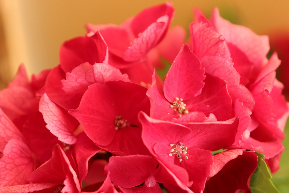 مجموعة أزهار حمراء خلابة
