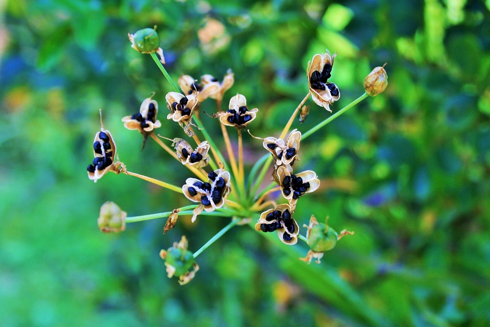 حبة البركة السوداء – معلومات شيقة عن الخصائص والإستخدامات