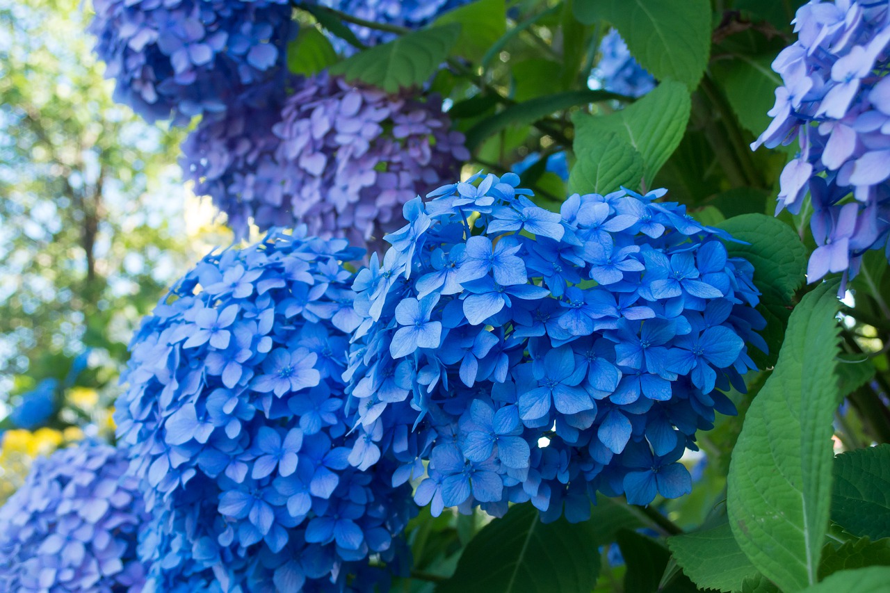صور ورد أزرق – طبيعي رائع الجمال