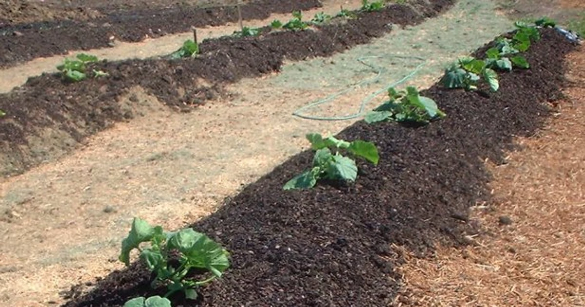 السماد العضوي الحيواني – أفضل الأنواع المستخدمة