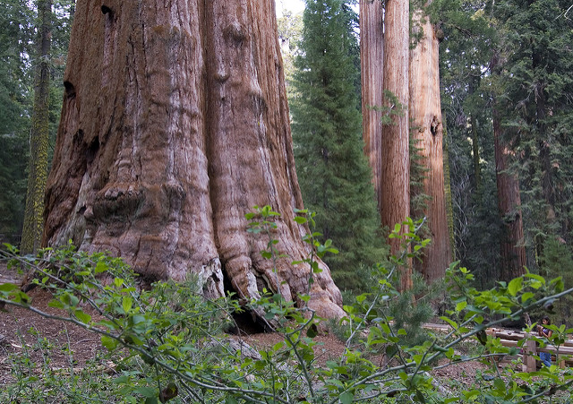 على الطبيعة - أكبر شجرة في العالم