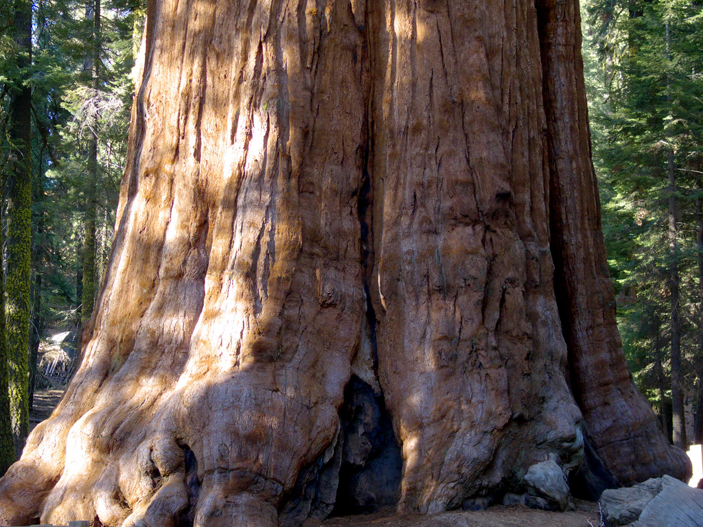 أكبر شجرة في العالم – معلومات شيقة بالصور