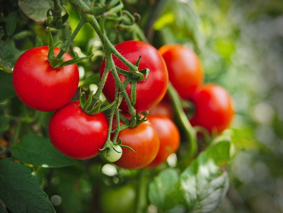 زراعة الطماطم - نضج الثمار