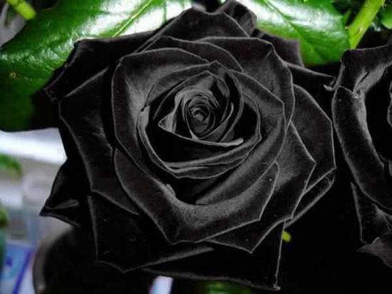 الورد الأسود – الأنواع والخصائص بالصور