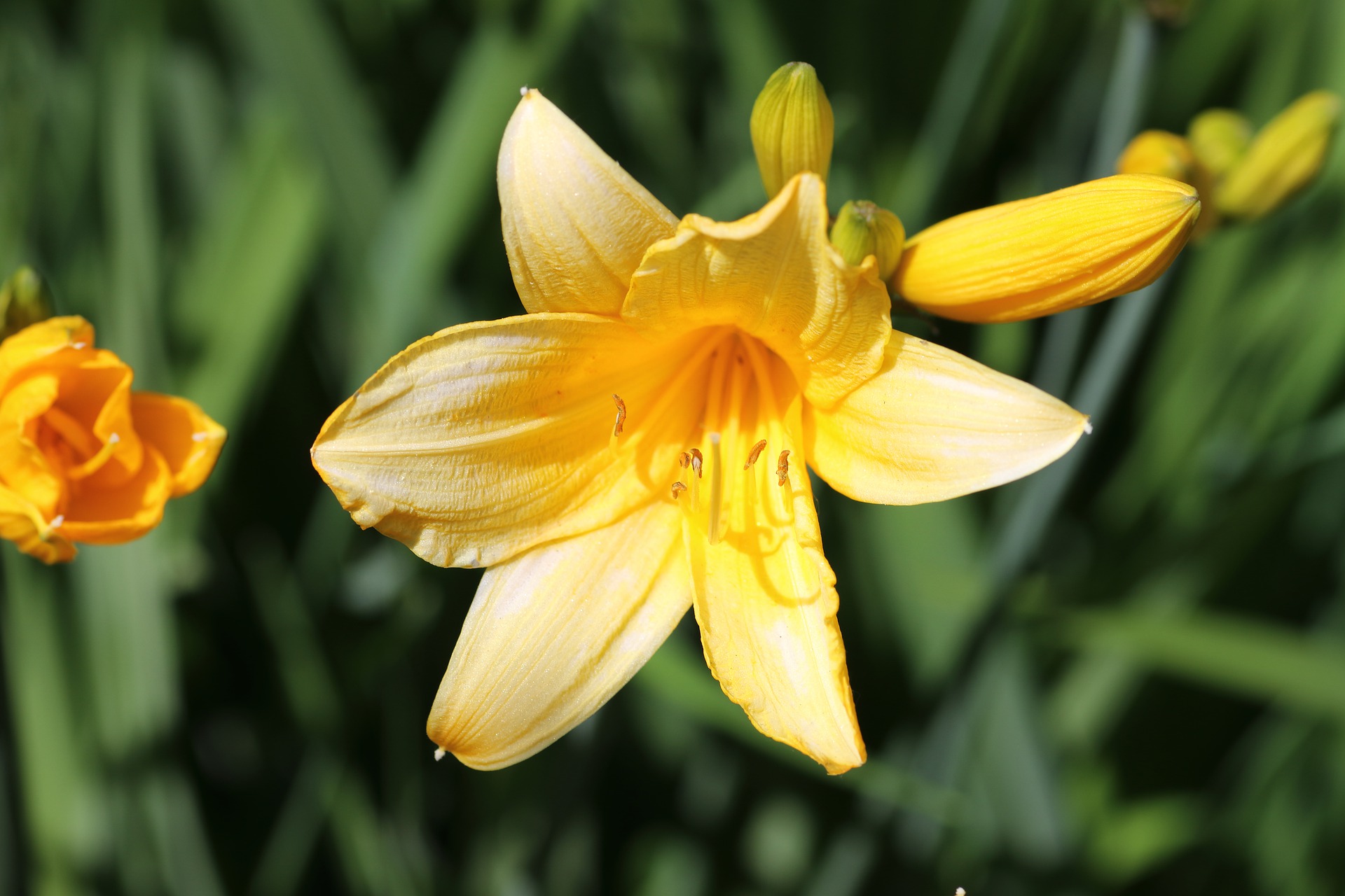 زهرة الزنبق - زهور الربيع