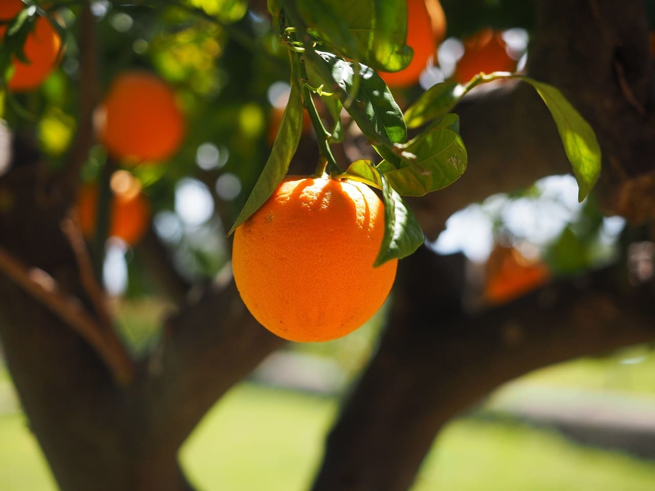 كيفية زراعة البرتقال في خطوات بالصور