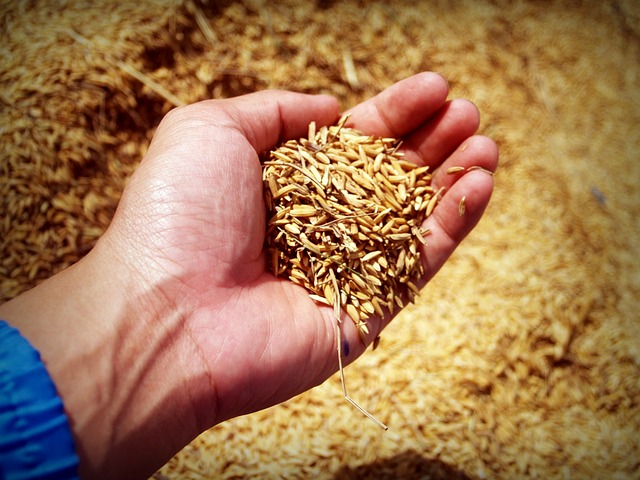 كيفية زراعة الأرز : إختيار البذور