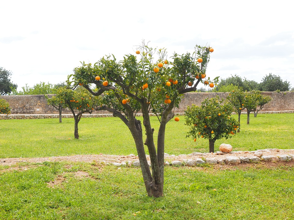 زراعة البرتقال - نمو الشجرة