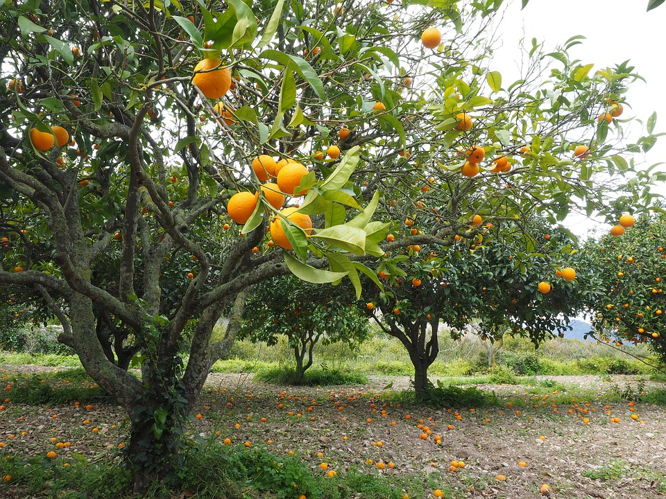 زراعة أشجار البرتقال - الإثمار