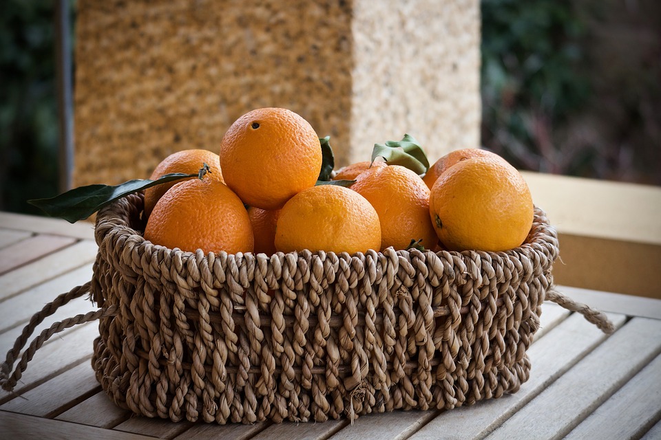 زراعة البرتقال - الحصاد