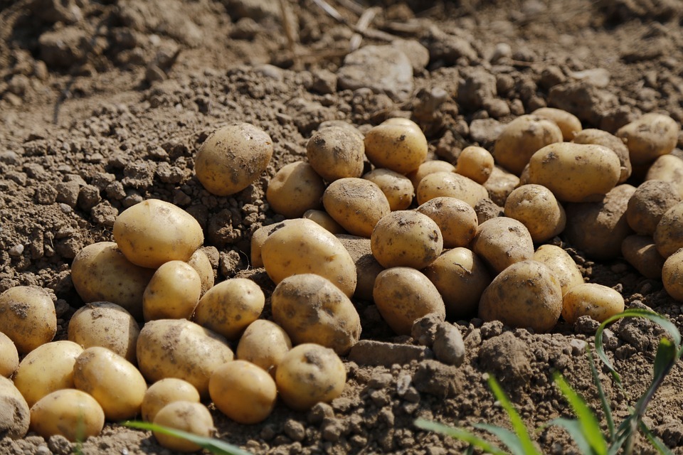 زراعة البطاطس – الخصائص والمشاكل المتوقعة