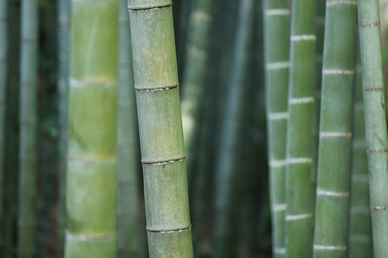 نبات البامبو “الخيزران” – الخصائص وظروف الزراعة