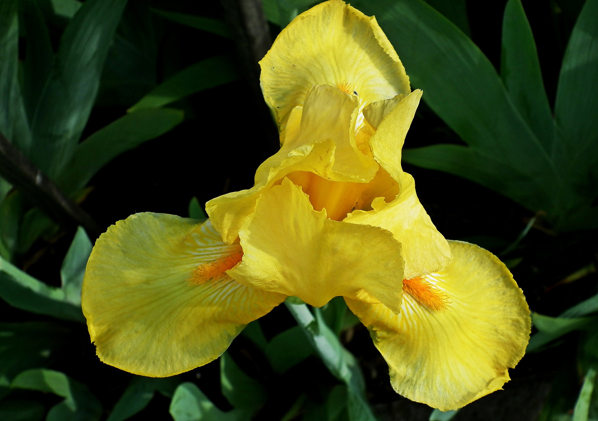 زهرة السوسن - زهور الربيع