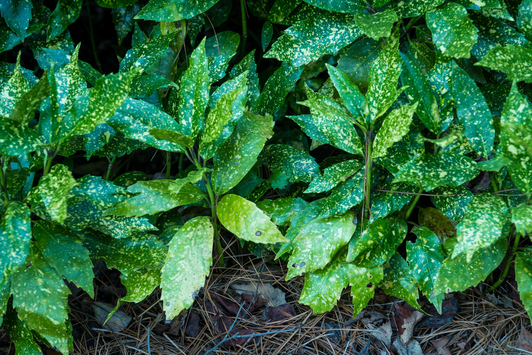 نبات الغار المبقع – السمات والخصائص ومتطلبات الزراعة