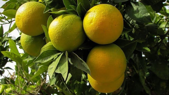 كيفية زراعة البرتقال: الثمار