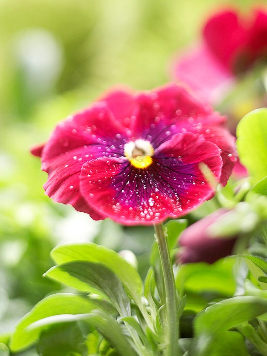 زهور الربيع – أجمل 12 نوعاً لتزيين حديقتك وشرفتك
