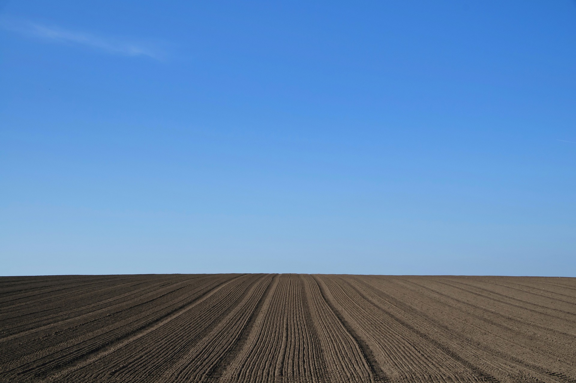 زراعة القمح: الزراعة والحصاد والتخزين