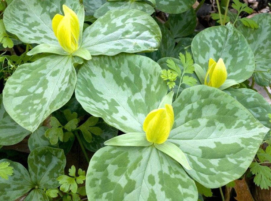 زهرة الإطرليون الاصفر - زهور الربيع