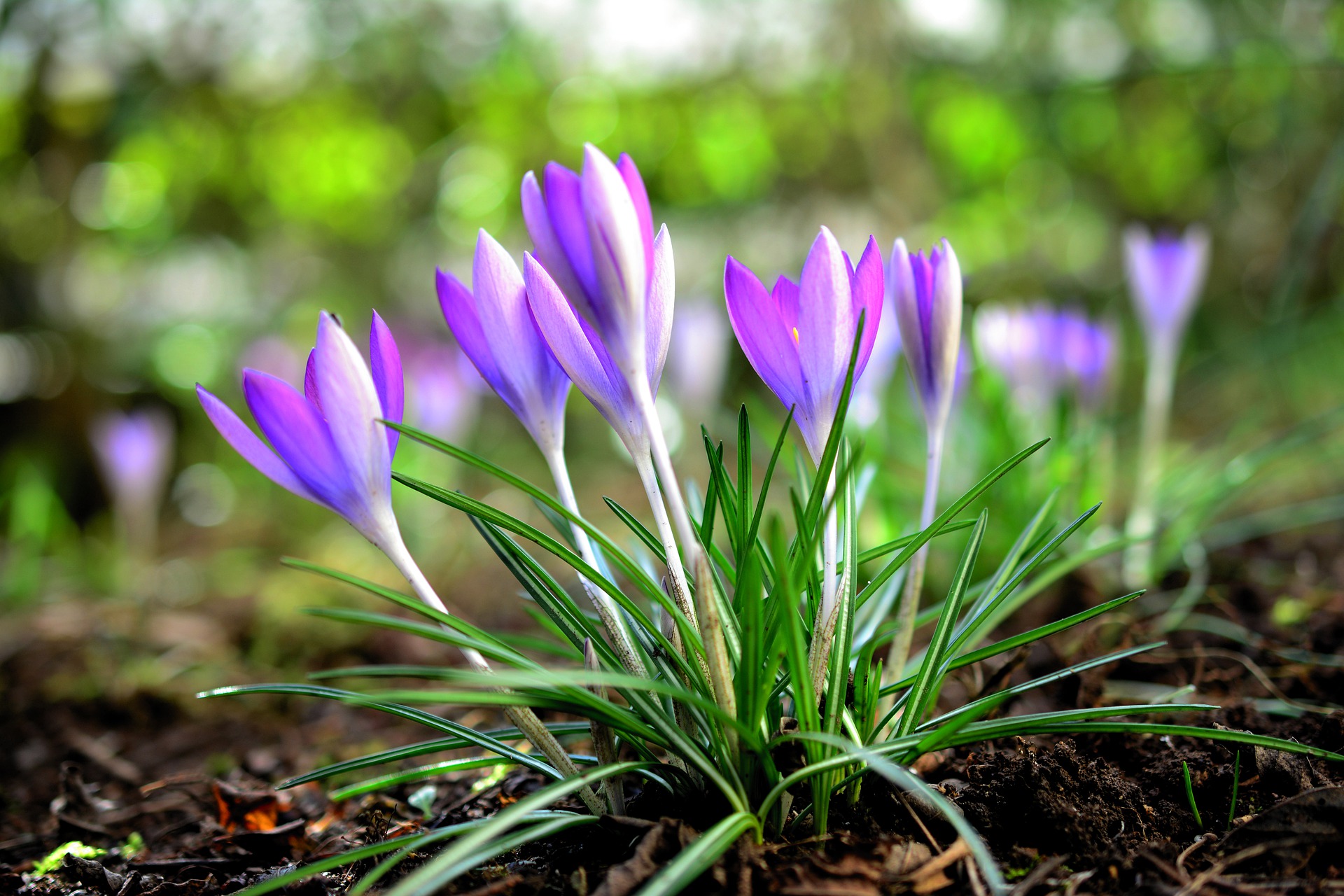 زهرة البنفسج - زهور الربيع