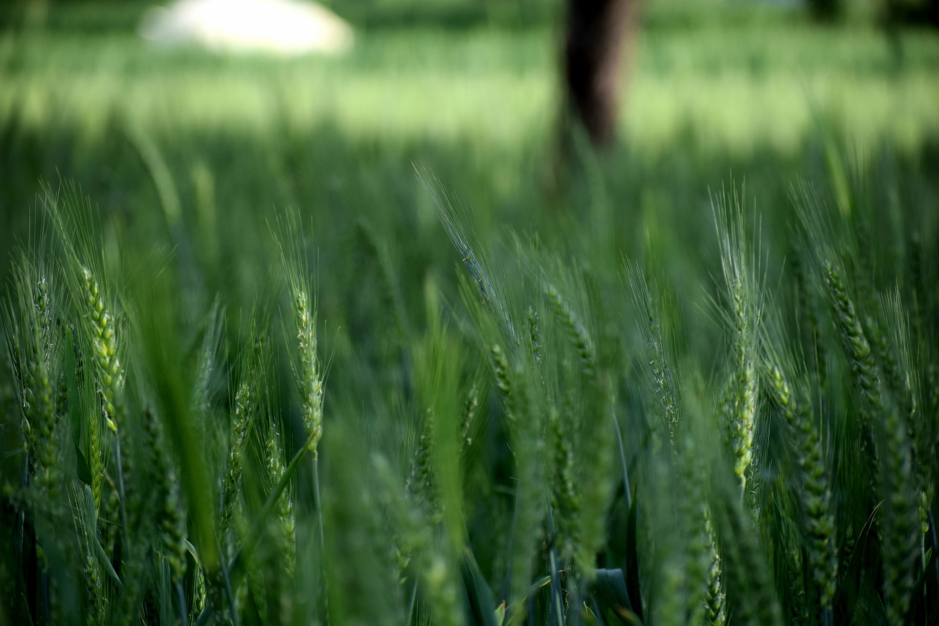 زراعة القمح - نمو السابل