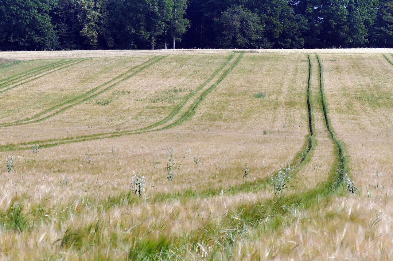 زراعة القمح - الحصاد