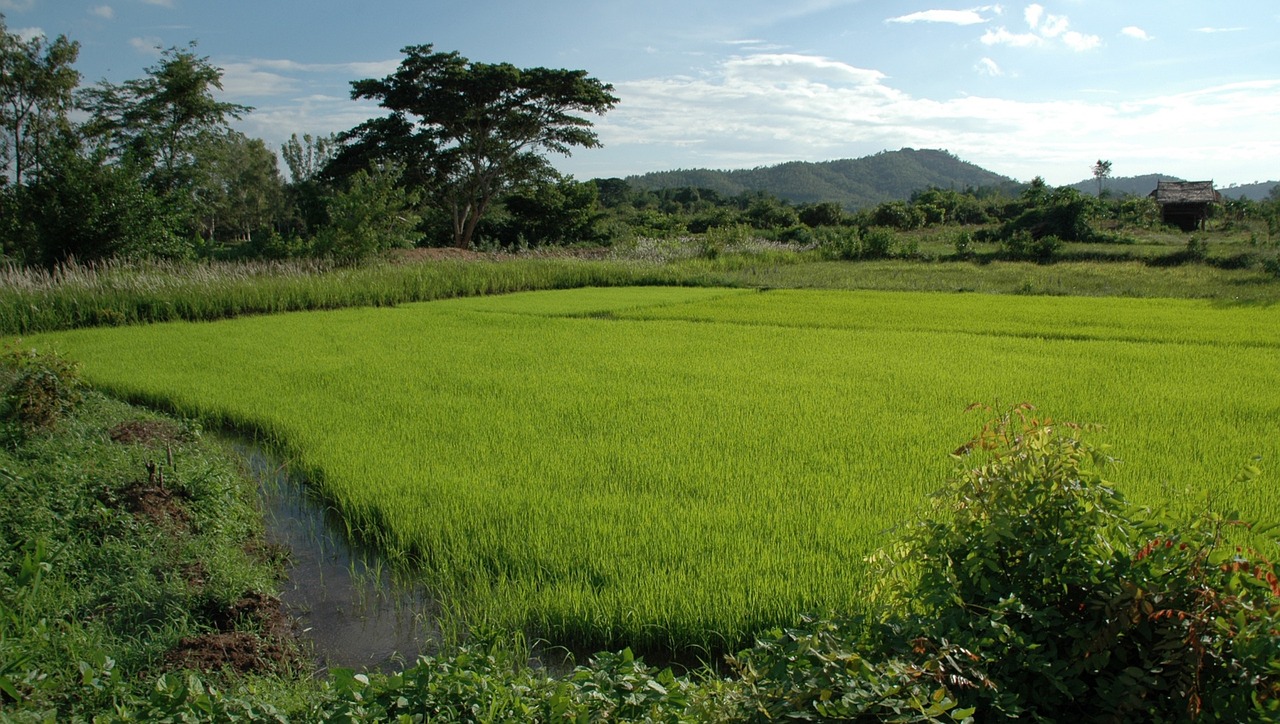 كيفية زراعة الأرز : الضوء