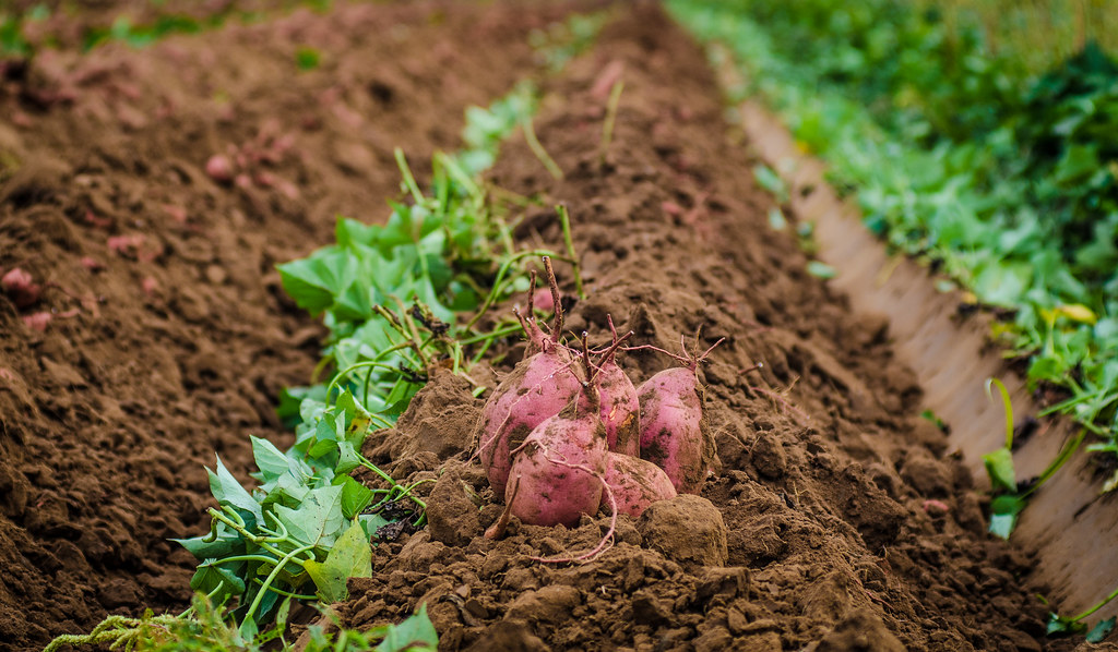 كيفية زراعة البطاطا الحلوة في خطوات بالصور
