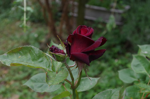 ورد الباكارا الأسود - الورد الأسود