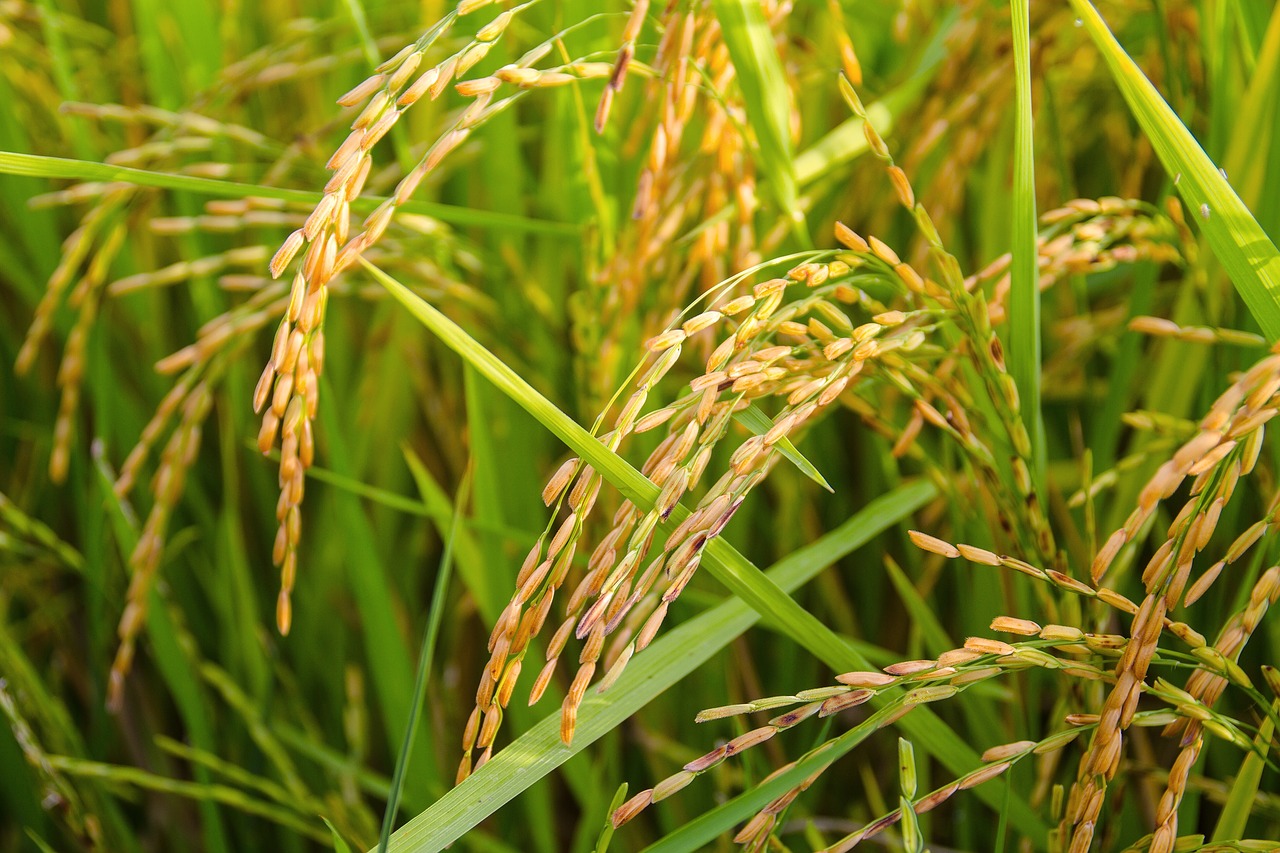 كيفية زراعة الأرز: إكتمال النمو