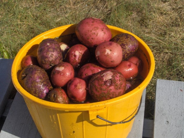 زراعة البطاطا الحلوة - الحصاد