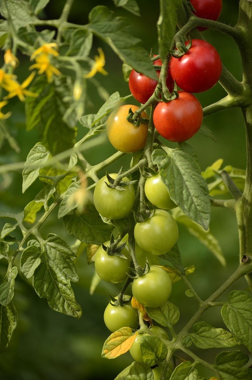 زراعة الطماطم: النضوج