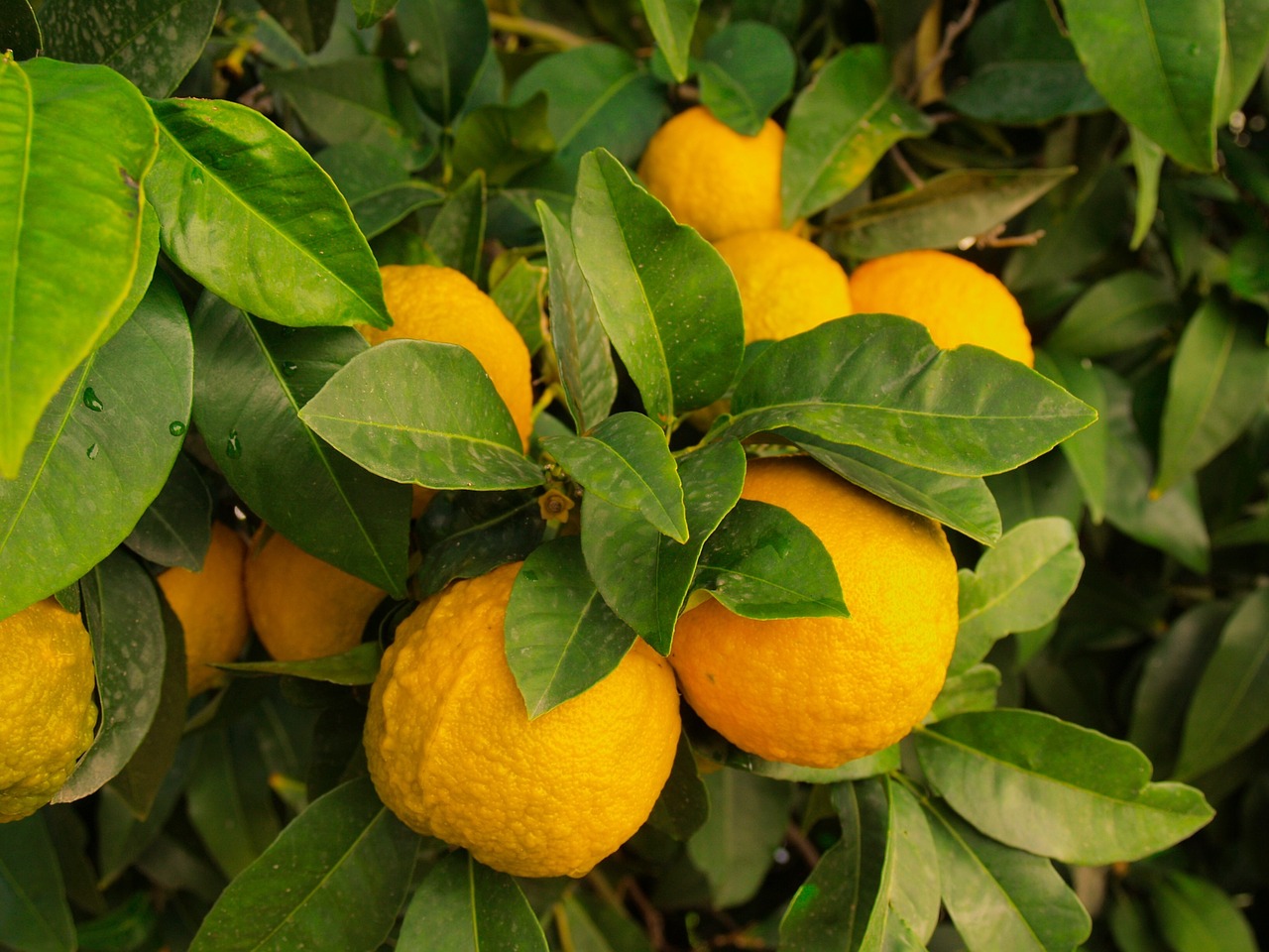 كيفية زراعة الليمون : إكتمال النمو و الإثمار