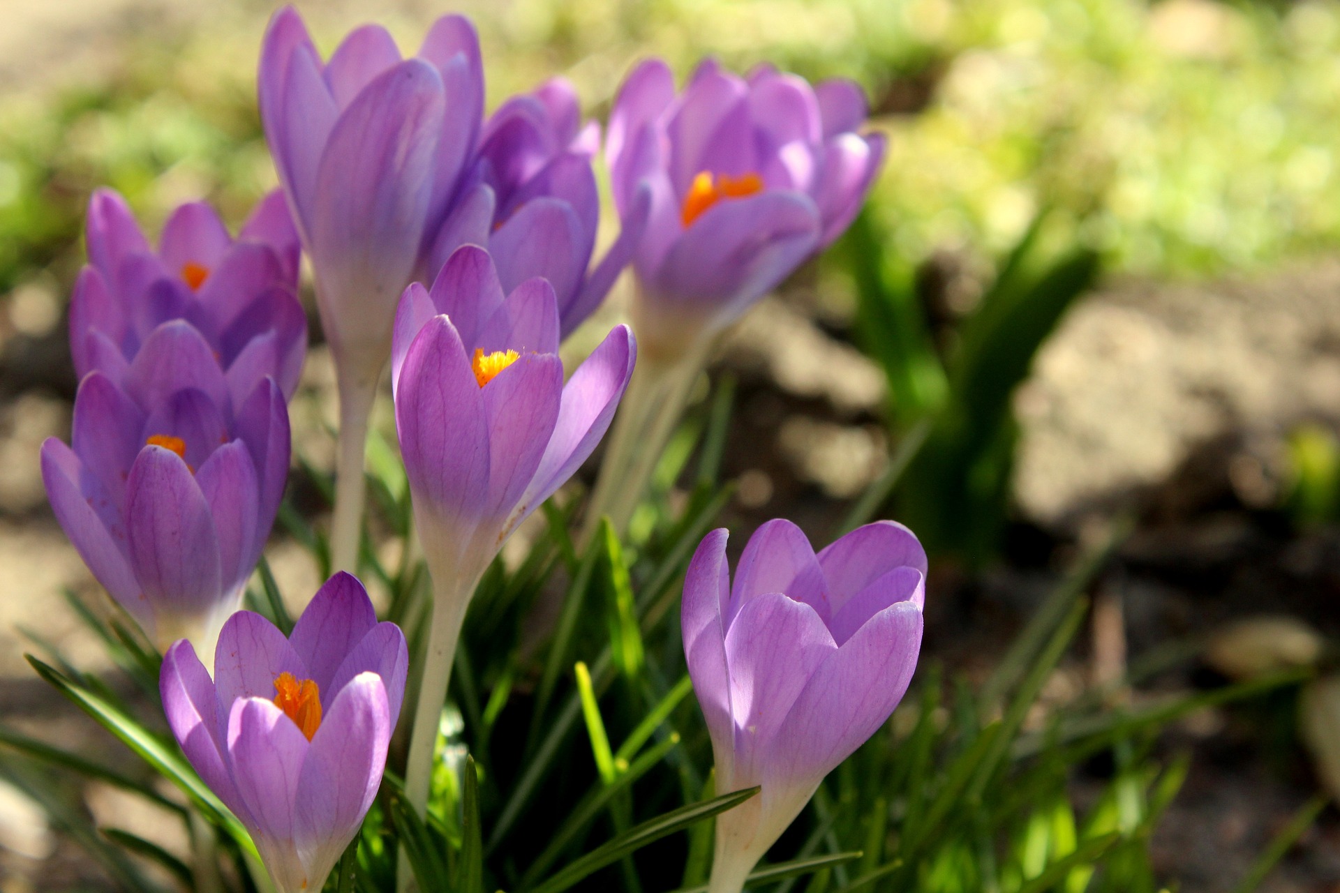 زهرة الزعفران - زهور الربيع