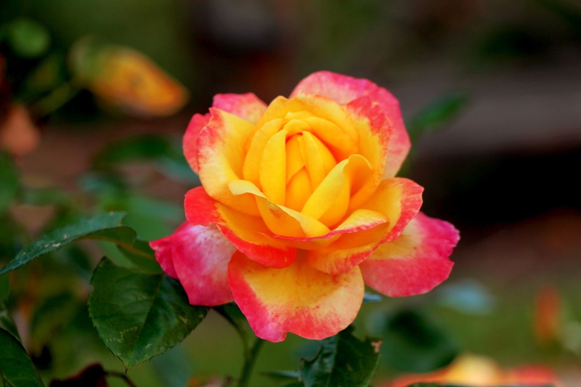 Pink-yellow-rose