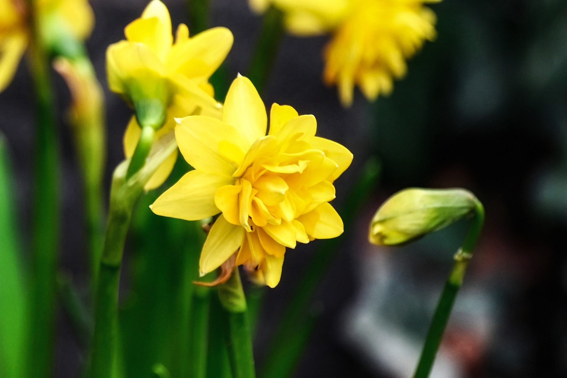 زهرة النرجس - زهور الربيع