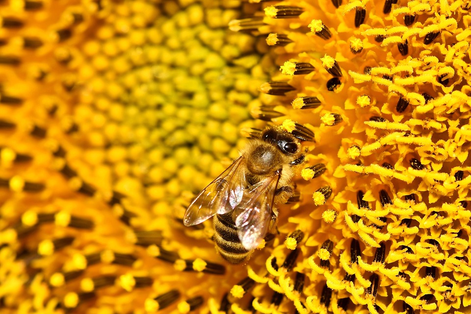 زراعة دوار الشمس - النحل