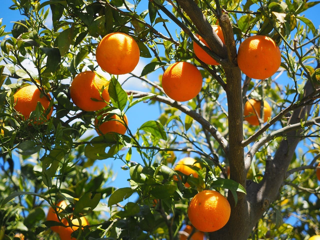 كيفية زراعة البرتقال: مراحل النمو