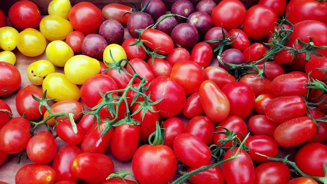 زراعة الطماطم: إختيار النوع