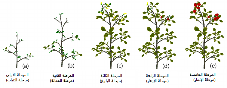 مراحل النمو في النبات