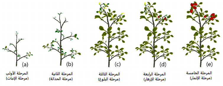 مراحل نمو النبات بالصور