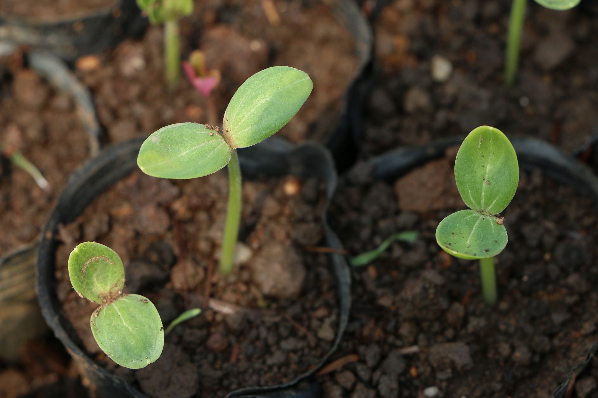 مرحلة الإنبات | المرحلة الأولى في نمو النبات